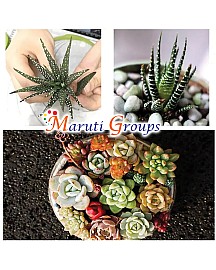 Succulent Plant  Silicone Mould