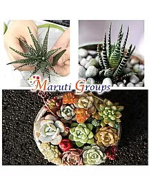 Succulent Plant  Silicone Mould